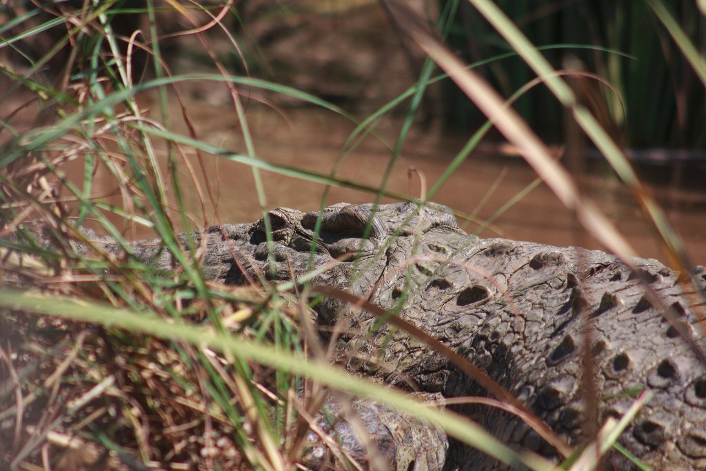 35-Giant crocodile.jpg - Giant crocodile